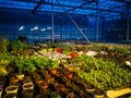 Modern hydroponic greenhouse with complex climate control system. Working artificial light in evening Royalty Free Stock Photo
