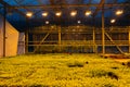 Modern hydroponic greenhouse with complex climate control system. Working artificial light in evening Royalty Free Stock Photo
