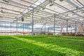 Modern hydroponic greenhouse or glasshouse interior inside, industrial agriculture Royalty Free Stock Photo