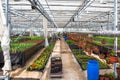 Modern hydroponic greenhouse interior with climate control, cultivation of seedings, flowers. Industrial horticulture