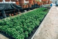 Modern hydroponic greenhouse nursery or glasshouse, industrial horticulture, cultivation of seedlings technology