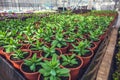 Modern hydroponic greenhouse in sunlight with climate control, cultivation of seedings, flowers. Industrial horticulture