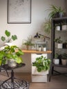 Modern industrial black and white study room with numerous green houseplants such as pancake plants and cacti Royalty Free Stock Photo