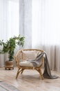 Modern interior at home. Wooden chair, plant on pot and light curtains on windows Royalty Free Stock Photo