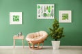 Modern interior of room with stylish armchair, table and houseplant near color wall Royalty Free Stock Photo