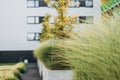 Modern Landscaping with ornamental grasses. Beautiful flowerbed with different plants on city street Royalty Free Stock Photo