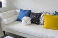 Modern living room with blue, white and yellow pillow on sofa. Royalty Free Stock Photo