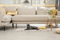 Modern living room interior. Adorable British Shorthair cat on floor near couch Royalty Free Stock Photo