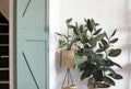 Modern living room interior with green house plants and a green sliding Barn Door. Retro modern design Royalty Free Stock Photo