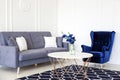 Modern living room interior - navy blue corduroy armchair, sofa with cushions, round table and vase with a bouquet of blue flowers Royalty Free Stock Photo