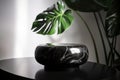 Elevate your presentation with this modern minimal black round marble pedestal table podium featuring a fresh plant, AI
