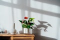 Modern minimalist Scandinavian style interior. Candles, ceramic vase and House plant red Anthurium in a pot on a wooden Royalty Free Stock Photo