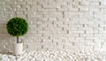 Modern minimalist wall made of light-colored bricks with a small tree in a white planter Royalty Free Stock Photo