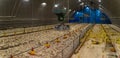 The modern and new automated integrated poultry farm. Little yellow geese on a bird farm. Cute fluffy goslings. Farm Royalty Free Stock Photo