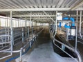 Modern new automatic dairy milking system