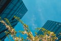 Modern office building exterior with glass facade and cherry blossom branches tree on cloud sky background. Transparent Royalty Free Stock Photo