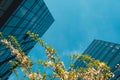 Modern office building exterior with glass facade and cherry blossom branches tree on cloud sky background. Transparent Royalty Free Stock Photo