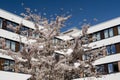 Modern office building with spring flowering cherry tree Royalty Free Stock Photo