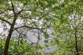 Modern office buildings seen through green leaves Royalty Free Stock Photo