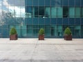 A modern office glass building with three trees. Royalty Free Stock Photo