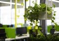 Modern office interior with large green potted plants Royalty Free Stock Photo