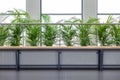 Modern office lobby bench with plants frontal shot corporate calm green area, empty waiting room seats abstract concept, nobody Royalty Free Stock Photo