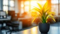 Modern Office Workspace with Sunlight and Plant, Emphasizing Minimalism and Tranquility Royalty Free Stock Photo
