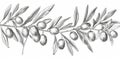 A modern olive tree isolated in black and white. Full name of the plant: Branches of an olive tree. Use this modern Royalty Free Stock Photo