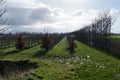 Modern orchard with bare fruittrees in rows during a cold and rainy winter morning