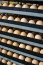 Modern packing, handling and transportation to incubators of organic hatching eggs in Europe, high level of automation