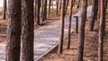 Modern paved walkway winding through pine forest Royalty Free Stock Photo