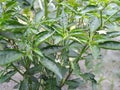 Modern Plants Live Hari Mirch Green Chili Plant Royalty Free Stock Photo