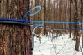 Modern plastic tap attached to a maple tree to collect sap. Canada Royalty Free Stock Photo
