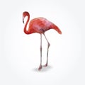 Modern polygon illustration of flamingo,