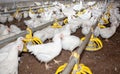 Chickens broilers in a poultry farm Royalty Free Stock Photo