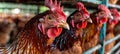 Modern poultry flock thriving in spacious industrial coop at cutting edge farm facility
