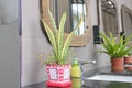 Modern public toilet restroom decorating with potted plants, Sna