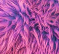 Modern purple colored soft hairy animal skin carpet macro closeup texture background