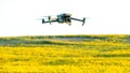 A modern quadcopter flies over a field of sunflowers against the sunset. The use of modern technologies in the agro-industrial Royalty Free Stock Photo