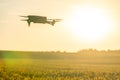 A modern quadcopter flies over a field of sunflowers against the sunset. The use of modern technologies in the agro-industrial Royalty Free Stock Photo