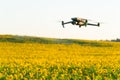 A modern quadcopter flies over a field of sunflowers against the sunset. The use of modern technologies in the agro-industrial Royalty Free Stock Photo