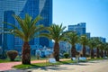 The modern resort town of Georgia Batumi. A neat line of palm trees on the embankment