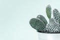 Modern room decoration. Cactus house plant against white wall close up. Cactus.