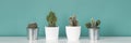 Collection of various potted cactus house plants on white shelf against pastel turquoise colored wall. Cactus plants banner. Royalty Free Stock Photo