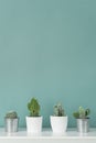 Collection of various potted cactus house plants on white shelf against pastel turquoise colored wall. Cactus plants background.