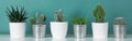 Collection of various potted cactus house plants on white shelf against pastel turquoise colored wall. Cactus plants banner.