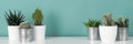 Collection of various potted cactus house plants on white shelf against pastel turquoise colored wall. Cactus plants banner. Royalty Free Stock Photo