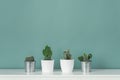 Modern room decoration. Collection of various potted cactus house plants on white shelf against pastel turquoise colored wall.