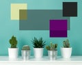 Collection of various potted cactus house plants on white shelf against pastel turquoise colored wall. Cactus plants poster.