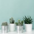 Collection of various potted cactus and succulent plants on white shelf against pastel turquoise colored wall. House plants.